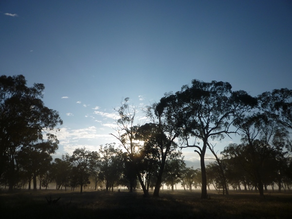 Little Plains woodland