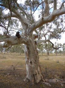River red gum 1