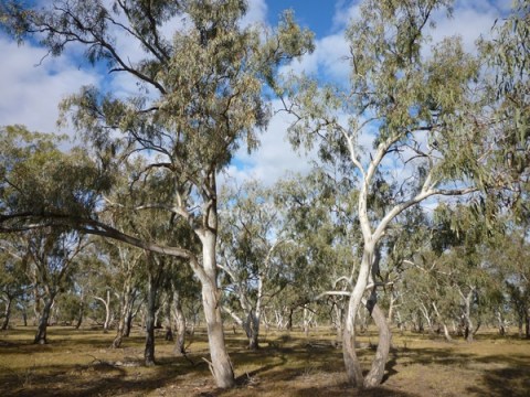 River red gum 2